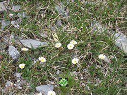 ���������, ��������� (Leukerbad) ���� 2011