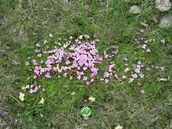 ���������, �������� (Leukerbad) ���� 2011
