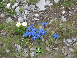 ���������, �������� (Leukerbad) ���� 2011