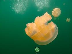 Palau,  , jellyfish lake,  
