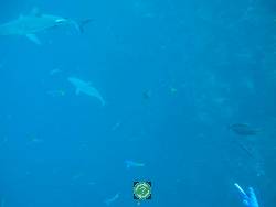 Palau,  , , Sharks