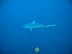 Palau,  , , Sharks